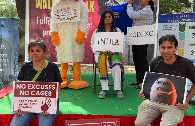 Animal Rights Groups Slam Sodexo for Neglecting Cage-Free Egg Promise in India