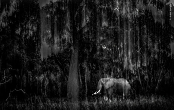 Indian Wildlife Photographer Rahul Sachdev Receives Highly Commended Honour at Wildlife Photographer of the Year 2025